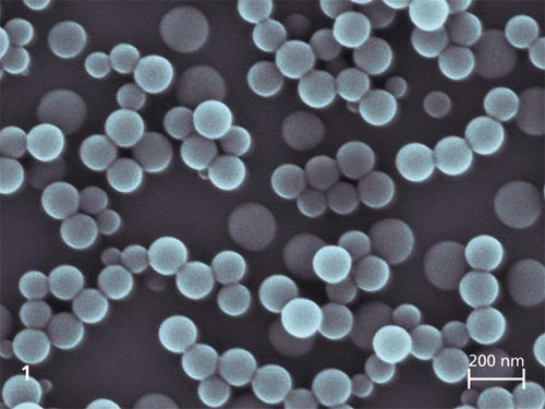 Scanning electron microscope image of p(styrene-co-AUPDS-1%)-nanoparticles.