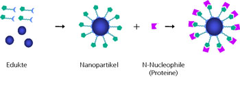 Production of surfmer nanoparticles with binding of biomolecules.