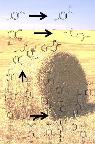 Structure of lignin and lignin degradation products. Structure of lignin and lignin degradation products.