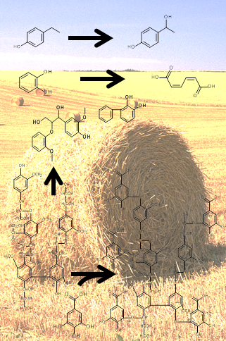 Structure of lignin and lignin degradation products.