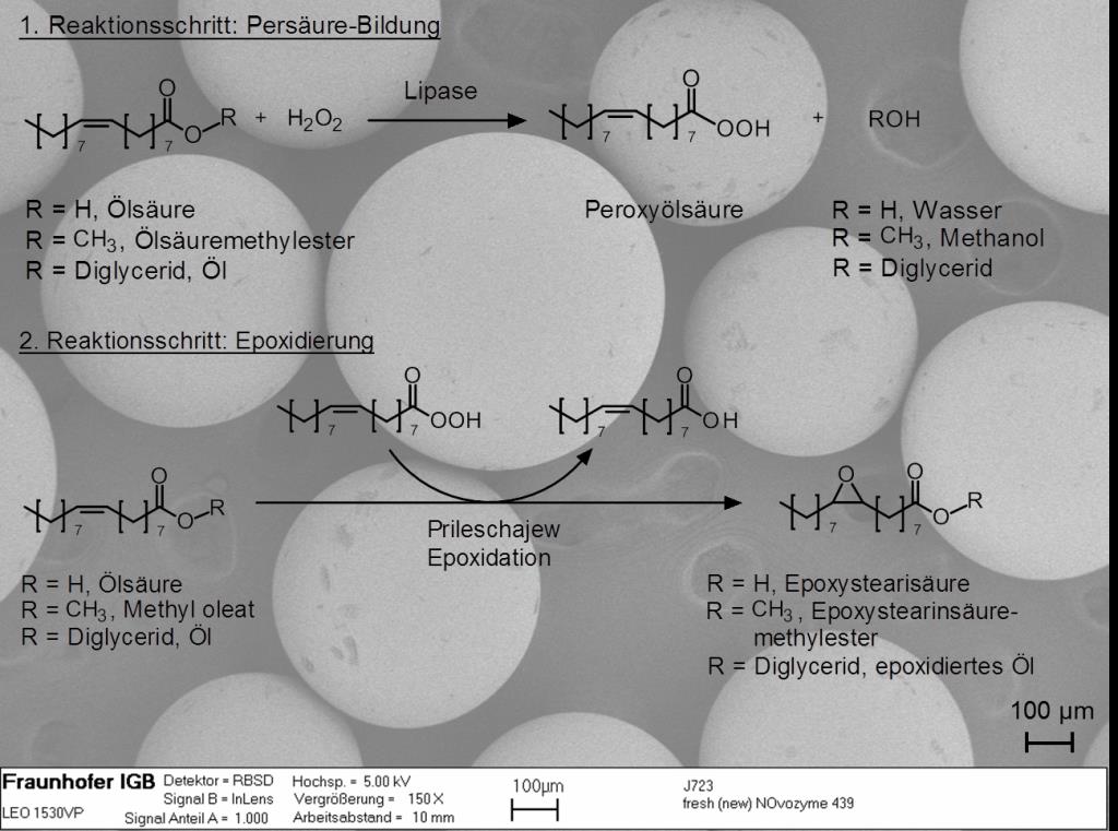 Reaction scheme of lipase. Lipase-katalysierte chemo-enzymatische Epoxidierung