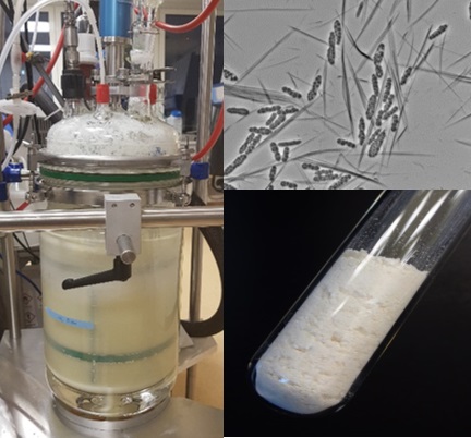 Foam separation during fermentation, Ustilago maydis and cellobiose lipid crystals, purified CL.