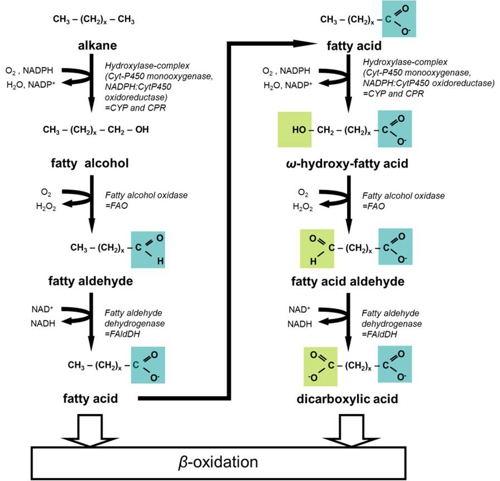 Enzymes already produced at the institute and their possible fields of application.