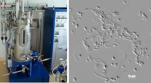 42-litre bioreactor (left) for the cultivation of yeast strains (right) for the production of long-chain dicarboxylic acids.