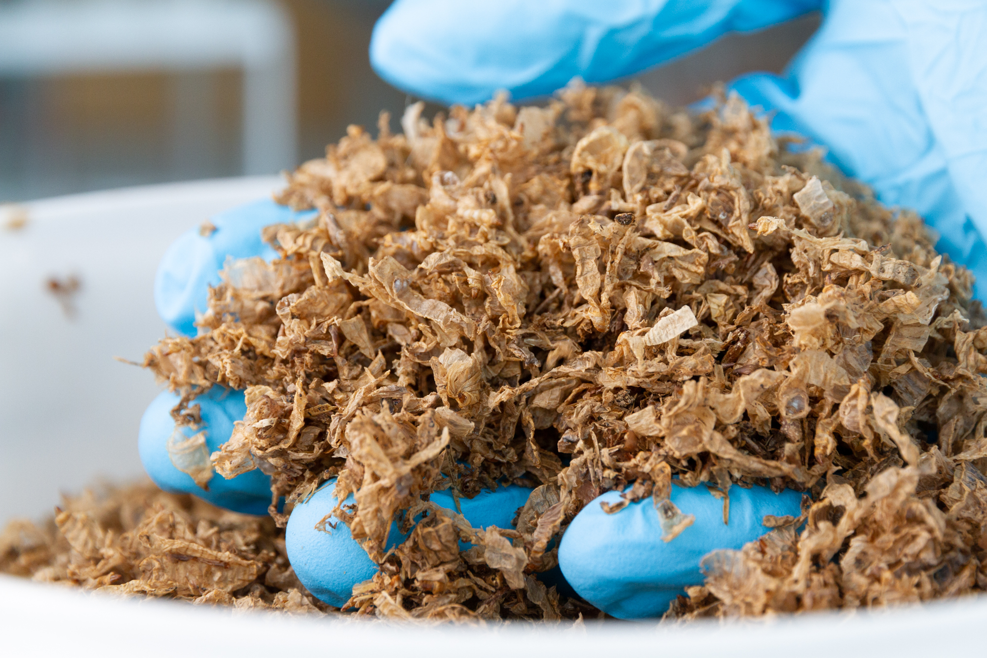 Larval skins are a potential source of chitin