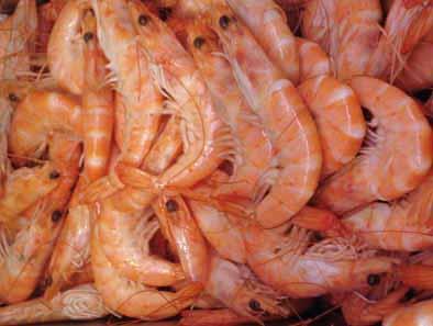 Shrimps as a renewable source of chitin Crabs as a renewable source of chitin.