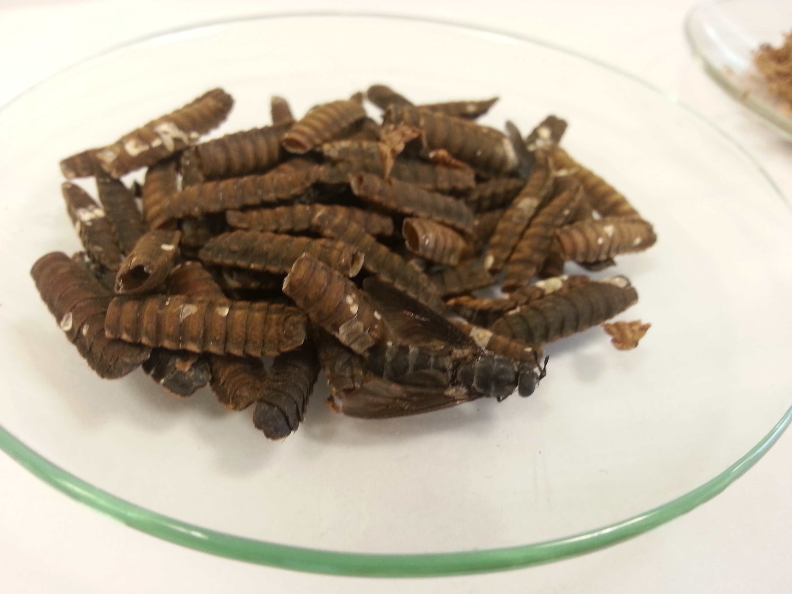 Insect cocoons as a renewable source of chitin.