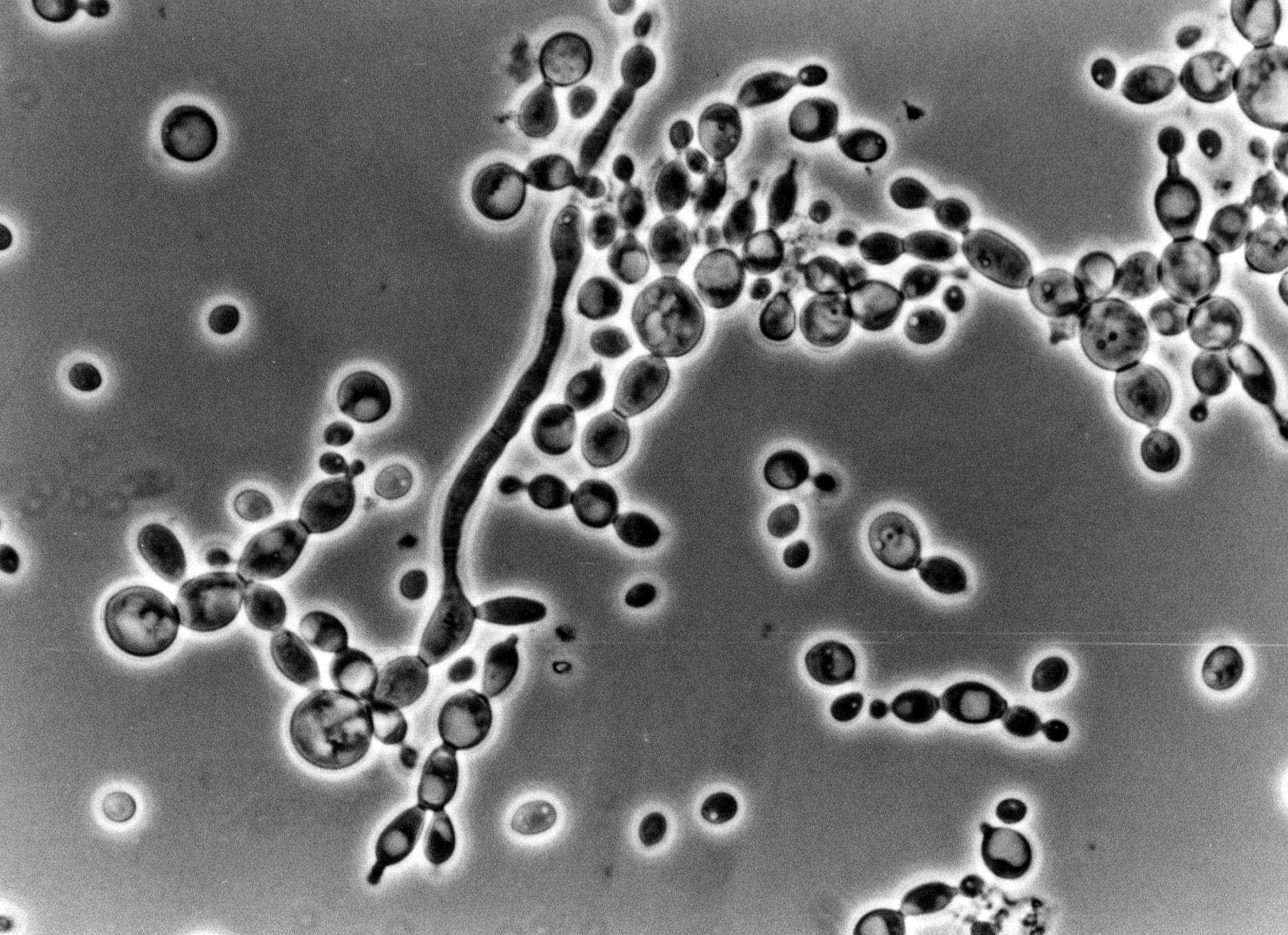 Production of biocatalysts - Fraunhofer IGB