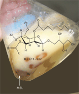 Mannosylerythritol lipids (MEL) settle at high product concentrations as oil-like pearls.