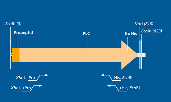 Design of the structural gene for the production of phospholipase C (PLC). Histidine residues (His) are used for purification. EcoRI and NotI represent interfaces for nucleases.