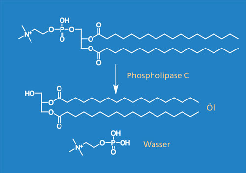 Phospholipase-C-catalysed hydrolysis of phospholipids.