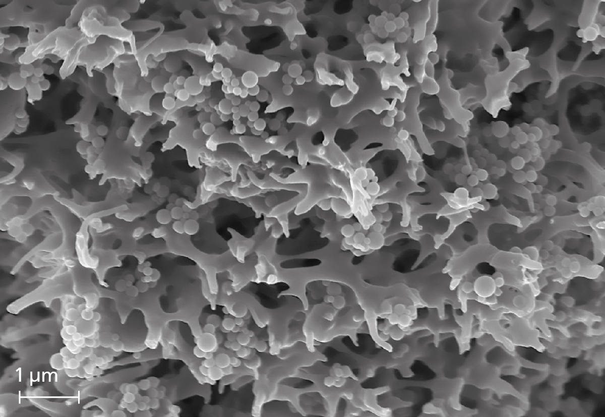 SEM image of a mixed matrix membrane adsorber.