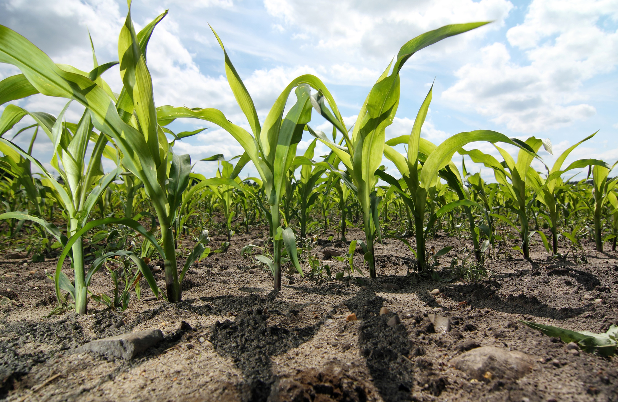 Nutrient management.