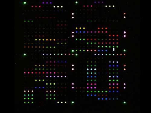  DNA microarray for the detection of point mutations 