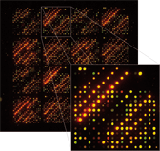 DNA Microarray.