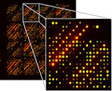 Section of a  DNA chip.