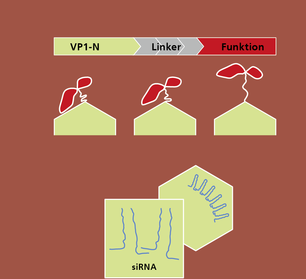 Platform technology for producing virus-like particles (VLPs).