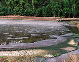 Open lagoon for the treatment of wastewater from a pig farm.
